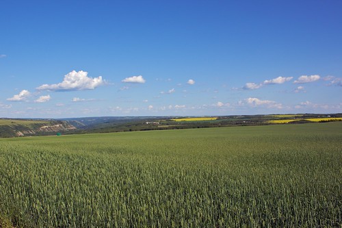 yellow wheat fields canola efs1855mmf3556is