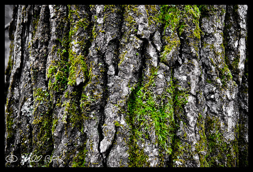 tree green moss dof bark