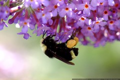 bumble bee under a lilac flower    MG 9136 