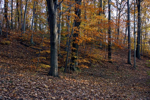 autumn trees ontario canada fall forest stthomas centralelgin archiecoulterconservationarea