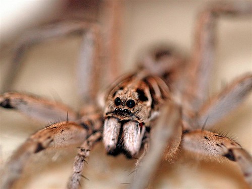 spider arachnid australia perth westernaustralia wolfspider lycosidae swanview