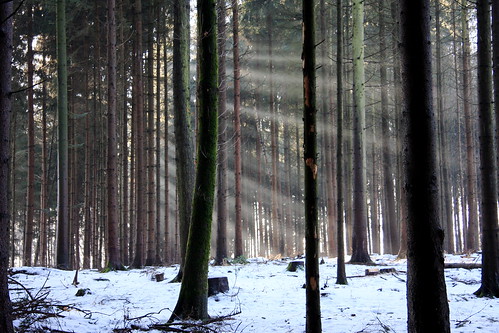 wood trees stilllife snow nature forest wintertime pinetrees sunbeams rayoflight pineta platinumheartawards
