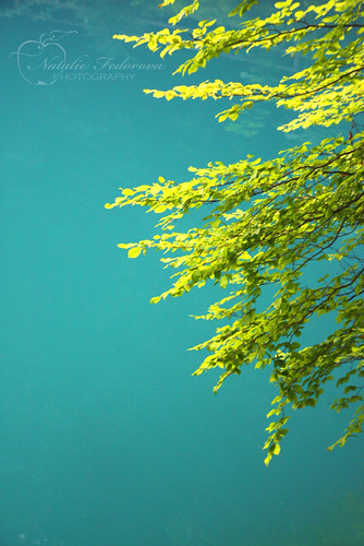green water germany fotograf stuttgart bokeh photograph natalie blau tübingen blautopf blaubeuren reutlingen ggt fedorova hggt gorgeousgreenthursday nataliefedorova