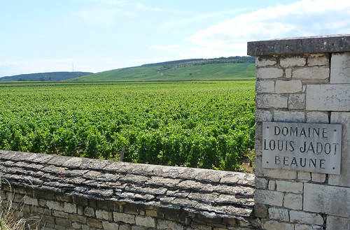Clos de Vougeot Vineyards Belonging to Louis Jadot