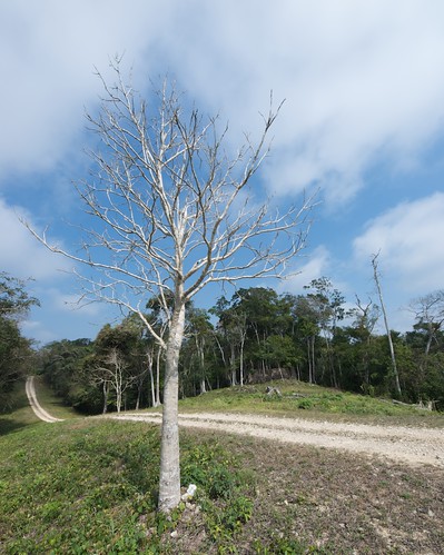 road white tree nature outdoors landscapes day outdoor belize centralamerica gallonjug chanchich olympuse3