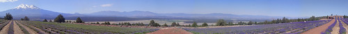 california panorama mountain plant flower farm lavender shasta mountshasta siskiyou