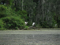 cranes or egrets?