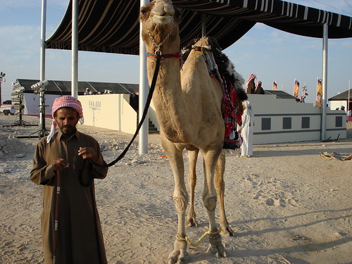 Camel show in Qatar