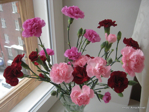 carnations by Anna Amnell