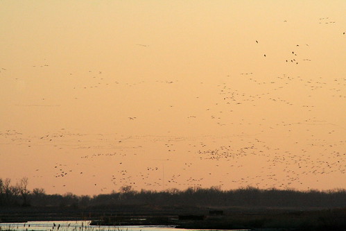 nebraska cranes sandhillcranes centralnebraska cranemigration
