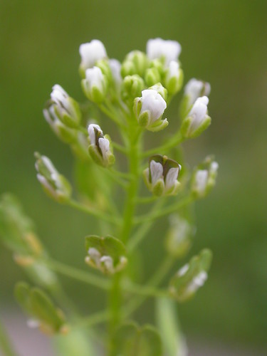 white midsummer herb steppe brassicaceae introduced thlaspiarvense fieldpennycress thlaspi bozemanpass burkepark