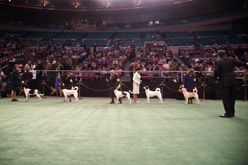 Canaan Dogs in the Ring