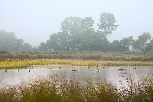 morning autumn bird fall oklahoma water fog geese pond foggy september canon5d stillwater 2009 smörgåsbord cs3 ef24105mmf4lusm tealridge