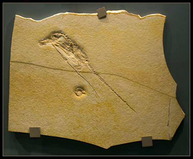 Jura Museum - Eichstätt - Rhamphorhynchus intermedius