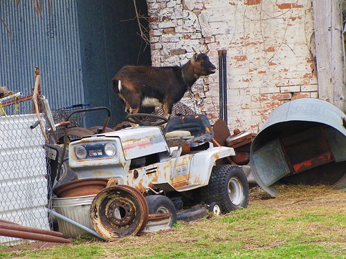 junk funny decay goat missouri wierd smalltown crosstimbers
