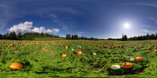 autumn panorama fall landscape washington pano pumpkins harvest sphere canon5d pumpkinpatch bainbridgeisland stitched 360x180 ptgui equirectangular thegreatpumpkin canon15mm nodalninja3 garretveley