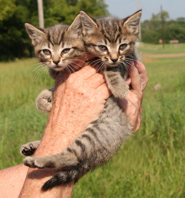 two headed cat plush