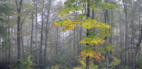 morning trees fog forest vermont fb foliage 18200 vt d90
