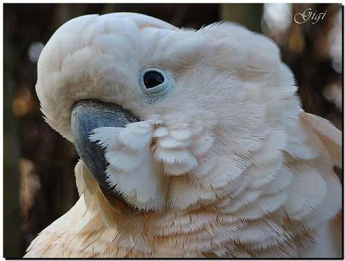 portrait white bird parrot bianco ritratto pappagallo uccello pavia ghostbuster oasidisantalessio qualitypixels vosplusbellesphotos gigi49