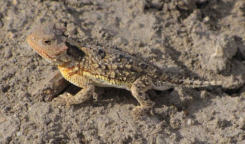 usa newmexico animals desert unitedstatesofamerica lizards 2009 reptiles gpsapproximate