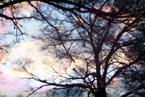 pink blue trees winter yellow sunrise colorful michigan