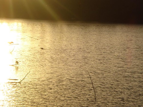 sunset lake bird water brownsville utb