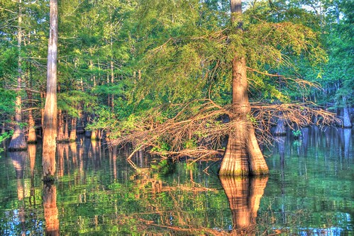 trees lake tree nature water parish canon landscape eos rebel landscapes duck louisiana phil wildlife union marion upper finch national swamp monroe cypress addicted willie intimate hdr silas dynasty commander ouachita refuge jase robertson phill haile nwr photomatix jeptha t1i dailynaturetnc09 photocontesttnc10 photocontesttnc11