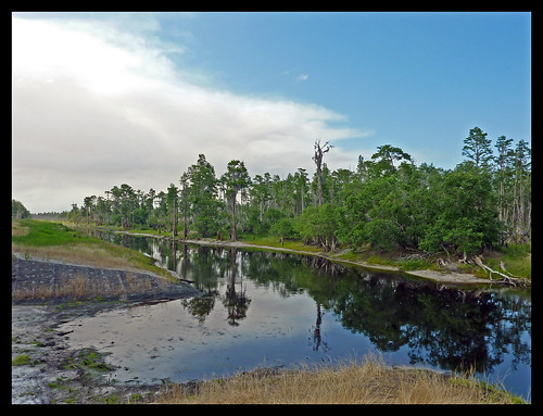 blue sky green water clouds georgia swamp okefenokee cypress thesill