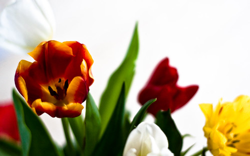 colour plante lens deutschland pflanze tulip ef50mmf18ii lense tulpe badenwürttemberg 40d badenwã¼rttemberg eberdingen jone05 badenwå¸rttemberg jonathanaydt canonjonathanaydteosjone05bold