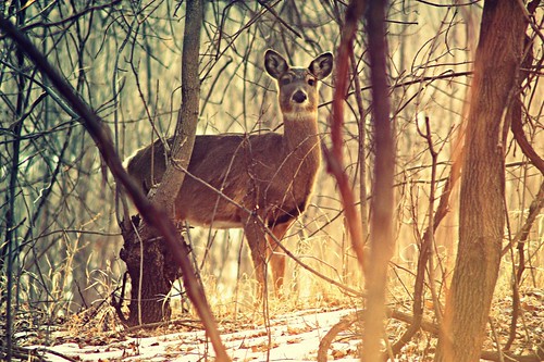 statepark nature animal forest photography woods wildlife doe deer lee creature fortsnelling toua canoneosxsi450d