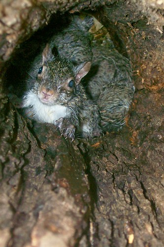 tree animal squirrel babies surprise hollow