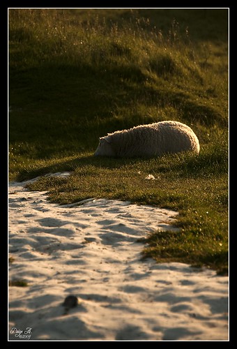 uk morning england sunrise circle sheep stones 2009 avebury d300