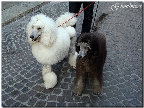 italy white black dogs italia noir parma bianco blanc nero italie chiens cani ghostbuster sfilata défilé blueribbonwinner gigi49