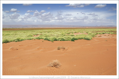 africa green nature landscape geotagged mar sand desert oasis morocco soussmassadrâa geo:lat=2983429000 geo:lon=618882400 deuxchasse