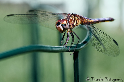macro ma dragonfly massachusetts insects bugs ayer