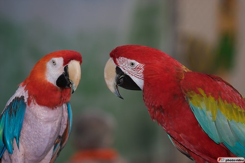 angry parrots marland
