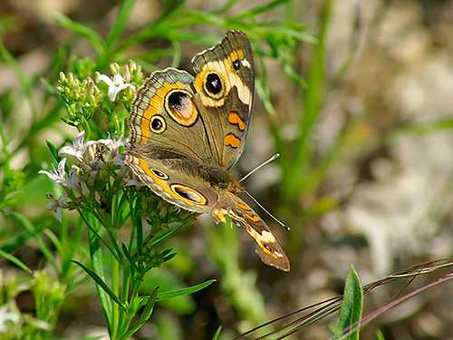 nature butterfly nationalpark texas wildlife lepidoptera habitat commonbuckeye lbjnationalgrasslands