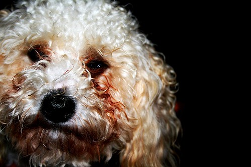 portrait dog cute closeup geotagged sweet poodle toypoodle bigdog geo:lat=36608431 geo:lon=83732096