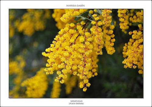 galicia mimosas acoruña betanzos nikond60 acaciadealbata platinumheartaward marisagabín chorimadeabril09