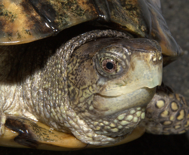 Coahuilan box turtle | Flickr - Photo Sharing!