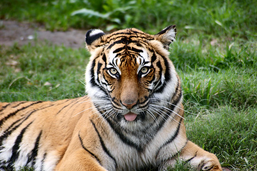 nature animal zoo tiger houston a350 photographyday impressedbeauty 02212009