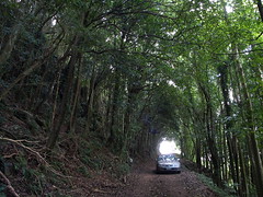 Rainforest drive
