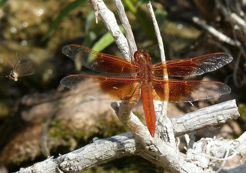 oklahoma dragonfly mountainlake odonata libellulidae cartercounty flameskimmer libellulasaturata