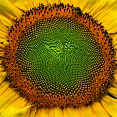 Fibonacci by diVISION+