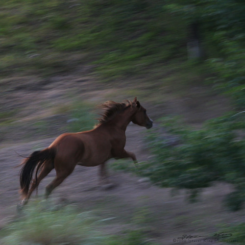 horse usa brown color tree green field canon washington king running steven tonasket