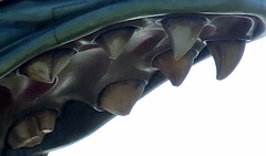 Detail of Dawn Treader prow, teeth in upper jaw, Dawn Treader set at Cleveland Point, Brisbane, Queensland, Australia 090822
