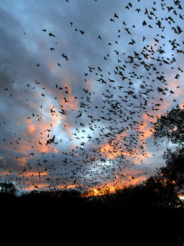 sunset bat cave bats brackencave mexicanfreetailed batconservationinternational