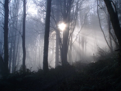 fog oregon sunrise portland rays forestpark