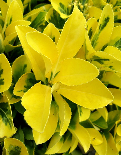 shrubs yellowandgreen lambertvillenewjersey ornamentals saveearth citrit a580 canona580 canonpowershota580 powershota580