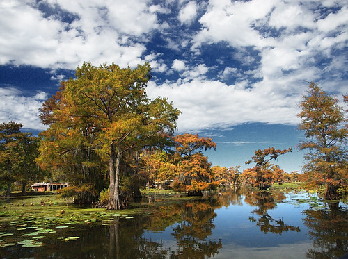wood autumn usa lake color colour reflection tree fall nature wet water forest swim landscape la leaf moss stem texas underwater unitedstates searchthebest flood outdoor tx south scenic calm southern spanish bayou swamp lousiana mysterious mystical cypress float caddo mystic drown rhythm uncertain afloat allure deluge tejas deepsouth submerge enchanting top20texas bestoftexas